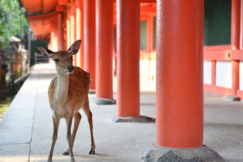 神話:48fpnmi66yg= 鹿|古事記に登場する個性豊かな動物たち – 國學院大學